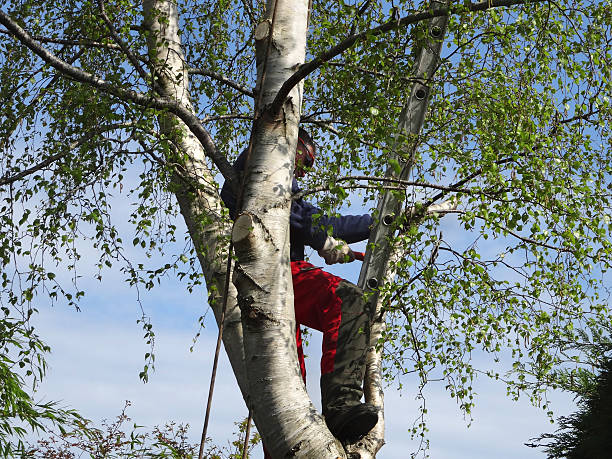 Reliable Milwaukee, WI Tree Removal Services Solutions